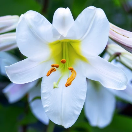 Lilie White Planet - Lilium - cibule lilií - 1 ks