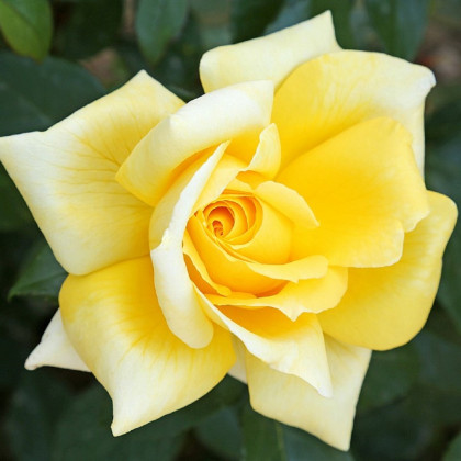 Růže keřová velkokvětá King Ransom - Rosa - prostokořenné sazenice růží