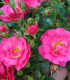 Růže keřová půdokryvná Meintraum - Rosa - prostokořenné sazenice růží