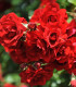 Růže keřová pnoucí Amadeus - Kordes - Rosa - prostokořenné sazenice růží