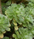 Růžicovka - Aeonium undulatum - osivo růžicovky - 8 ks