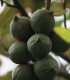 Makadámie - Macademia integrifolia - osivo makadámie - 2 ks