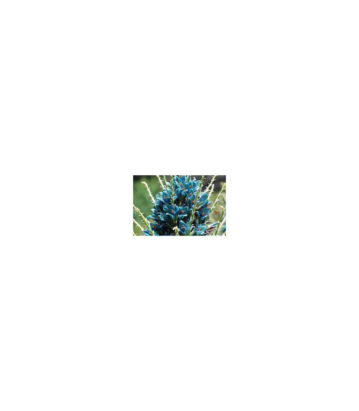 Puja - Puya berteroniana - osivo puji - 5 ks