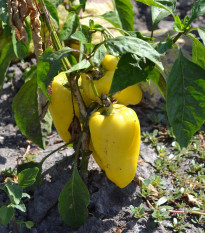 Paprika Amy - Capsicum annuum - osivo papriky - 50 ks