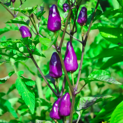 Chilli Jalapeno fialové - Capsicum annuum - osivo chilli - 6 ks