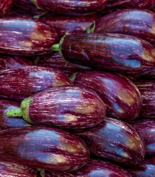 Lilek Jewel Marble - Solanum melongena - osivo lilku - 10 ks