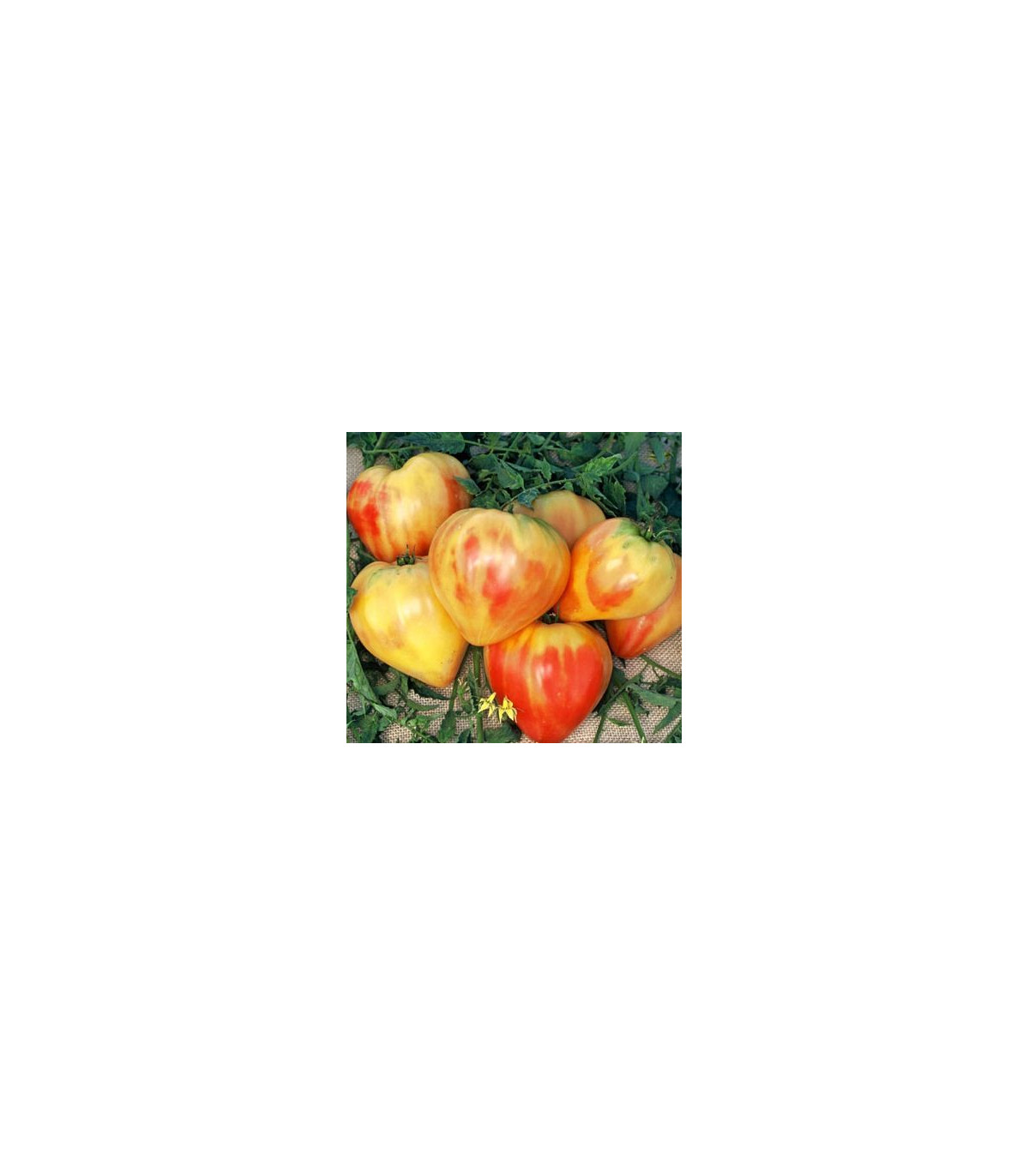 Rajče ruské oranžové - Lycopersicon esculentum - osivo rajčat - 6 ks