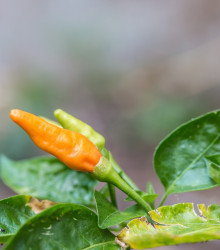 Chilli Peter Orange - Capsicum chinense - osivo chilli - 5 ks