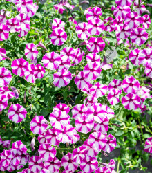 Petúnie Musica Purple Star F1 - Petunia x grandiflora - osivo petúnie - 30 ks