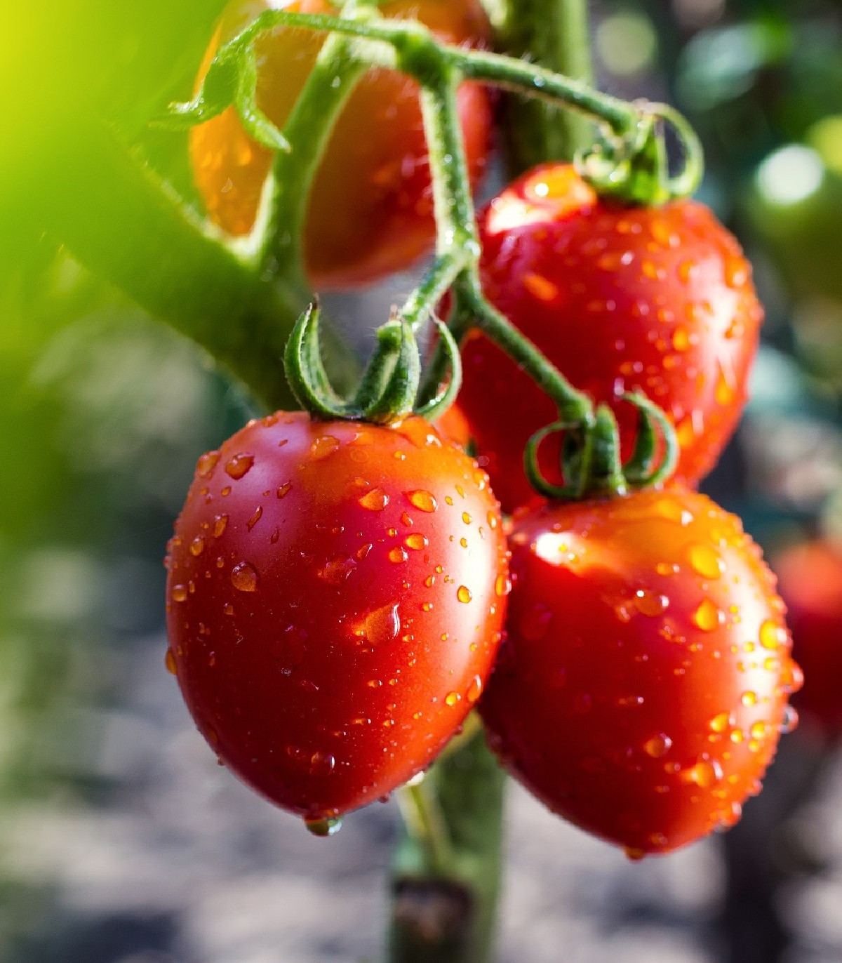 Rajče Tutti Frutti F1 - Solanum lycopersicum - osivo rajčat - 6 ks