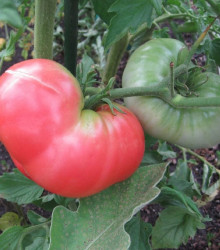 Rajče Ponderosa Pink - Lycopersicon esculentum - osivo rajčat - 7 ks