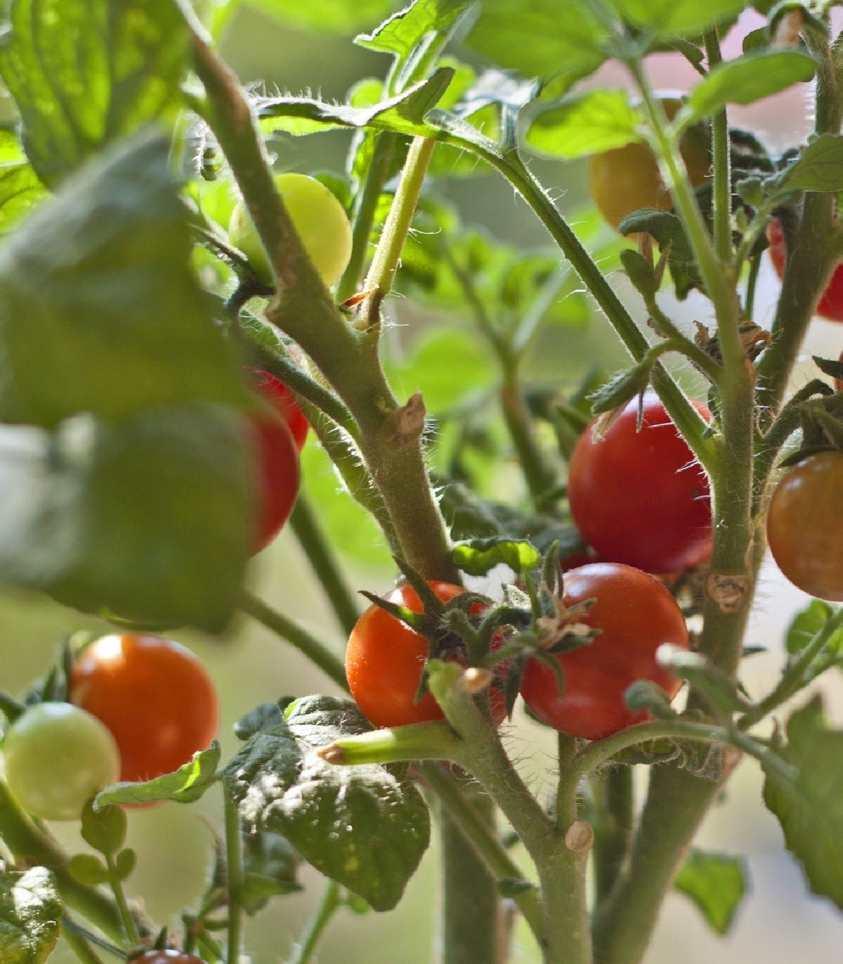 Rajče Mini červené - Solanum lycopersicum - osivo rajčat - 20 ks