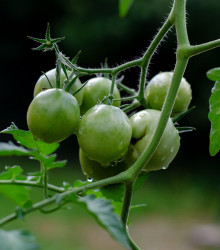 Rajče Limetto F1 - Solanum lycopersicum - osivo rajčat - 5 ks