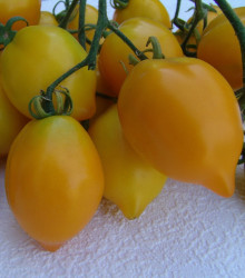 Rajče Citrina - Lycopersicon lycopersicum - osivo rajčat - 10 ks