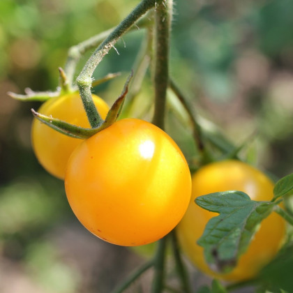 Rajče Cerise žluté - Solanum lycopersicum - osivo rajčat - 10 ks