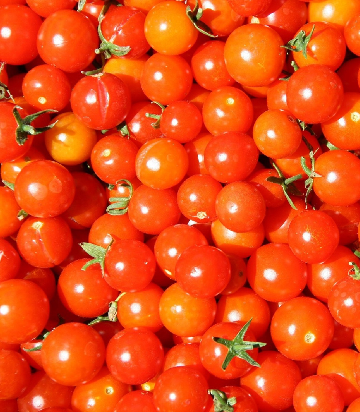Rajče Gardeners Delight - Solanum lycopersicum - osivo rajčat - 10 ks
