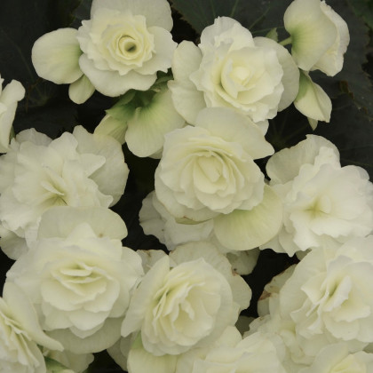 Begonie Nonstop bílá - Begonia tuberhybrida - hlízy begónie - 2 ks
