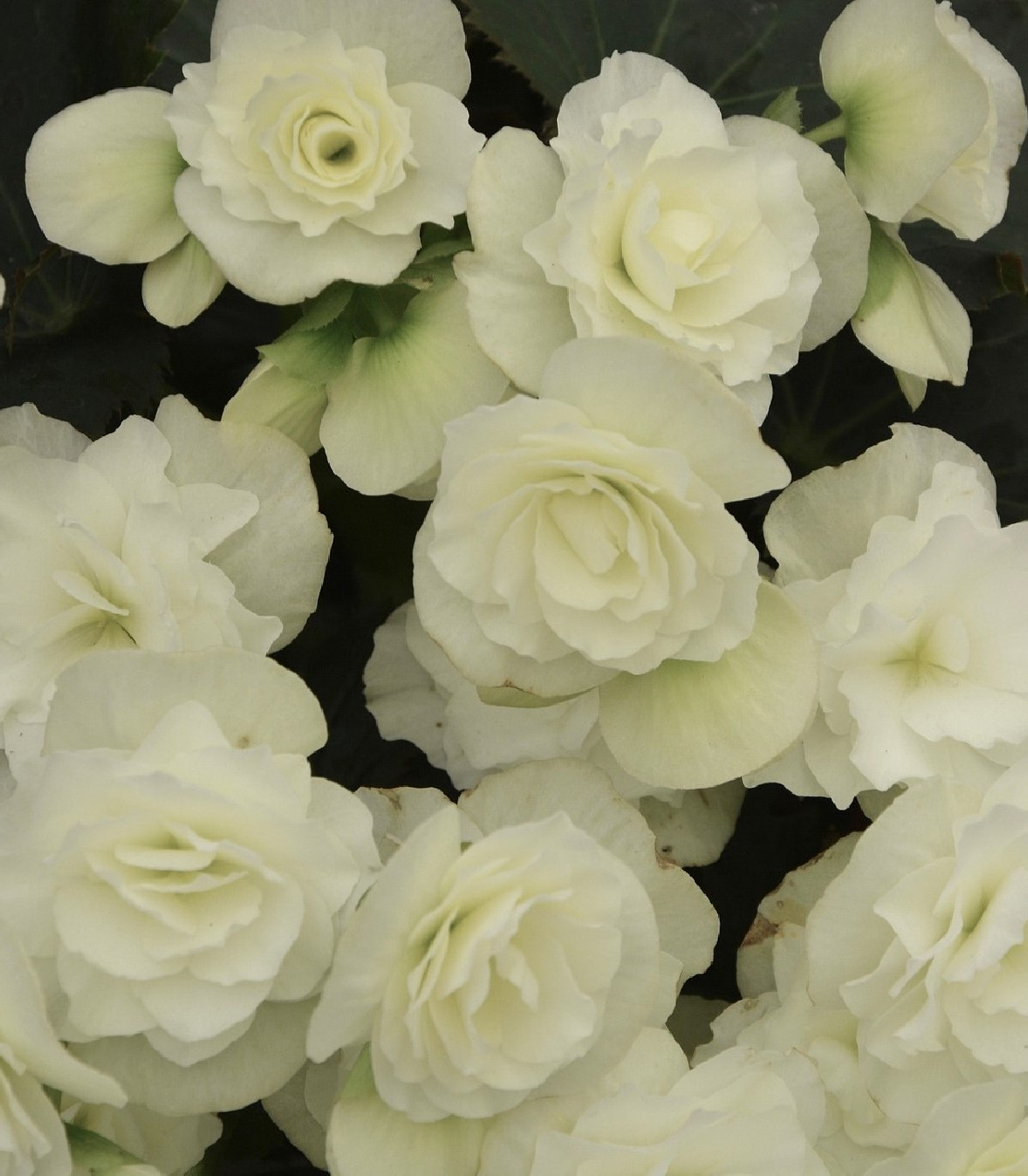 Begonie Nonstop bílá - Begonia tuberhybrida - hlízy begónie - 2 ks