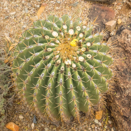 Ferokaktus - Ferokaktus alamosanus - osivo kaktusů - 10 ks