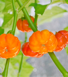 Okrasný lilek Goyo - Solanum melongena - osivo lilku - 10 ks