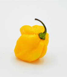 Chilli Carolina Reaper yellow - Capsicum chinense - osivo chilli - 5 ks