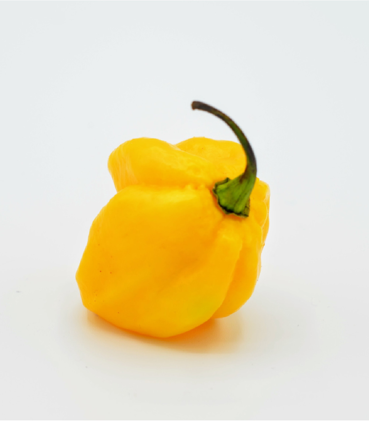 Chilli Carolina Reaper yellow - Capsicum chinense - osivo chilli - 5 ks