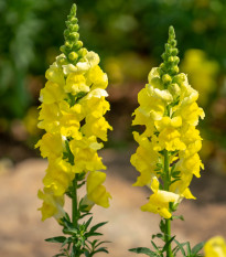 Hledík větší žlutý - Antirrhinum majus - osivo hledíku - 20 ks