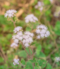 Nestařec americký White Mountain - Ageratum houstonianum - osivo nestařce - 30 ks