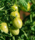 BIO Rajče Green Tiger - Solanum lycopersicum - bio osivo rajčat - 7 ks