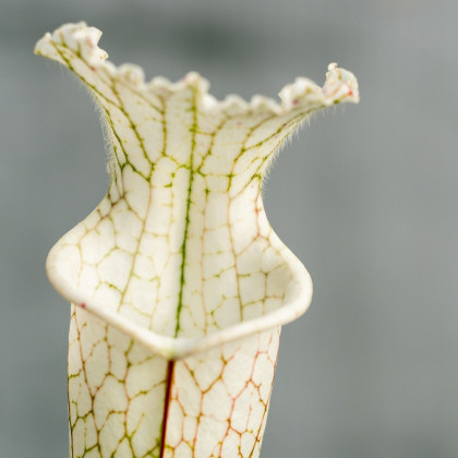 Špirlice bělolistá bílá - Sarracenia leucophylla - osivo špirlice - 10 ks