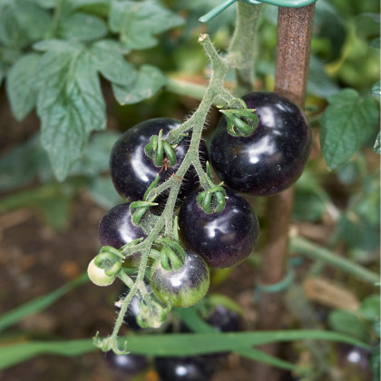 BIO Rajče Indigo Rose - Solanum lycopersicum - bio osivo rajčat - 7 ks