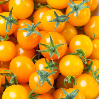 BIO Rajče Tom Yellow - Solanum lycopersicum - bio osivo rajčat - 7 ks