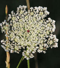 Mrkev Wildform - Daucus carota - osivo mrkve - 250 ks