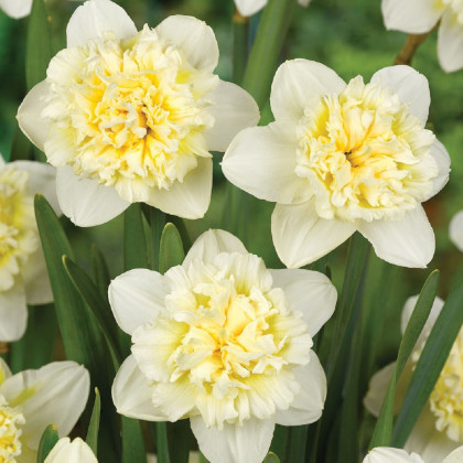 Narcis Ice King - Narcissus - cibule narcisů - 3 ks