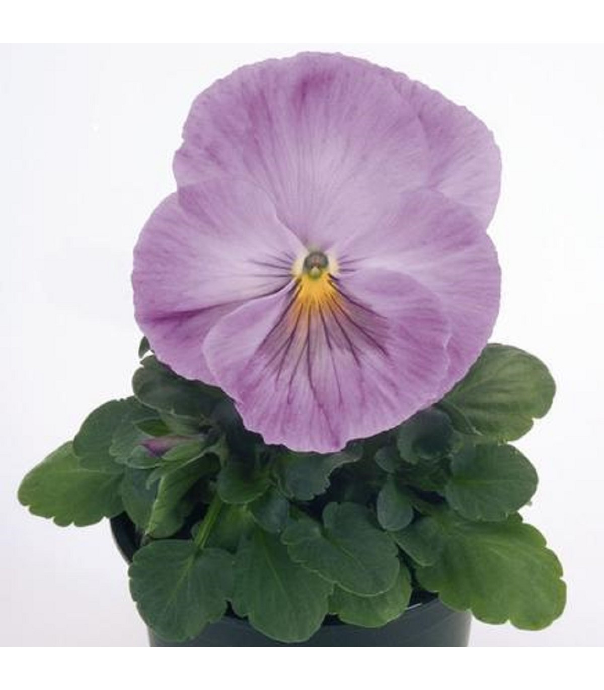 Violka Inspire levandulová F1 - Viola x wittrockiana - osivo violky - 20 ks