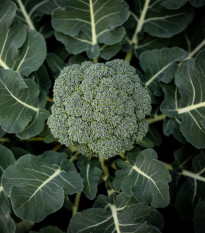 Brokolice Apolena F1 - Brassica oleracea L. - osivo brokolice - 30 ks