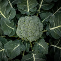 Brokolice Apolena F1 - Brassica oleracea L. - osivo brokolice - 30 ks