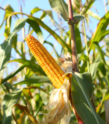 Kukuřice cukrová Elan F1 - Zea mays - osivo kukuřice - 50 ks