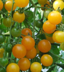 Rajče divoké rybízové Gold Rush - Solanum pimpinellifolium - osivo rajčat - 6 ks