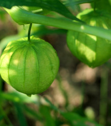 Mochyně Verde - Tomatillo - Physalis ixocarpa - osivo mochyně - 7 ks