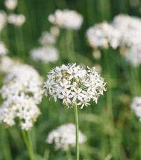 Pažitka čínská česneková Kobold - Allium tuberosum - osivo pažitky - 130 ks