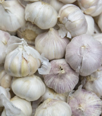 Sadbový česnek Vekan - paličák - Allium sativum - 1 balení