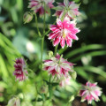 Orlíček Nora Barlow - Aquilegia caerulea - osivo orlíčku - 30 ks