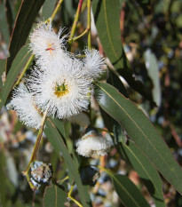 Eukalyptus kulatoplodý - Blahovičník - Eucalyptus globulus - osivo eukalyptu - 8 ks