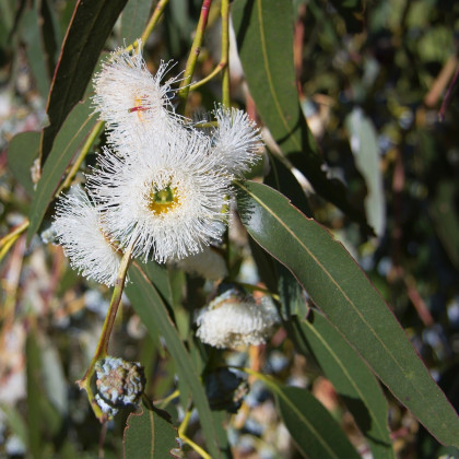 Eukalyptus kulatoplodý - Eucalyptus globulus - osivo eukalyptu - 8 ks