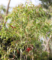 Eukalyptus citrónový - Corymbia citriodora - osivo eukalyptu - 5 ks