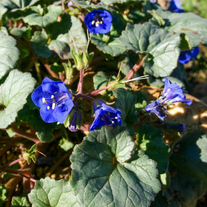 Svazenka modrá - Phacelia campanularia - osivo svazenky - 800 ks