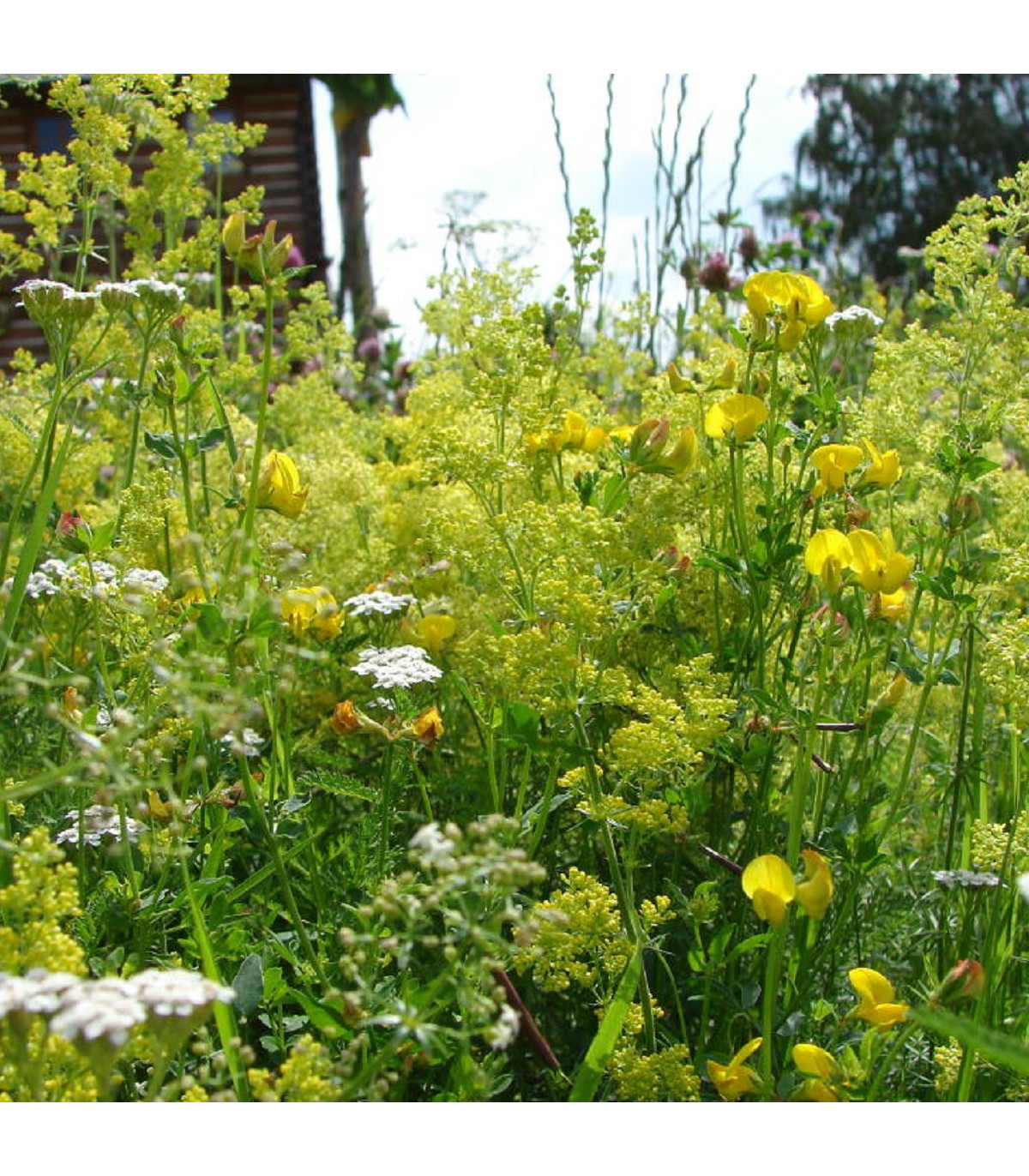 Žlutá louka - osivo Planta Naturalis - směs lučních květin a trav - 50 g