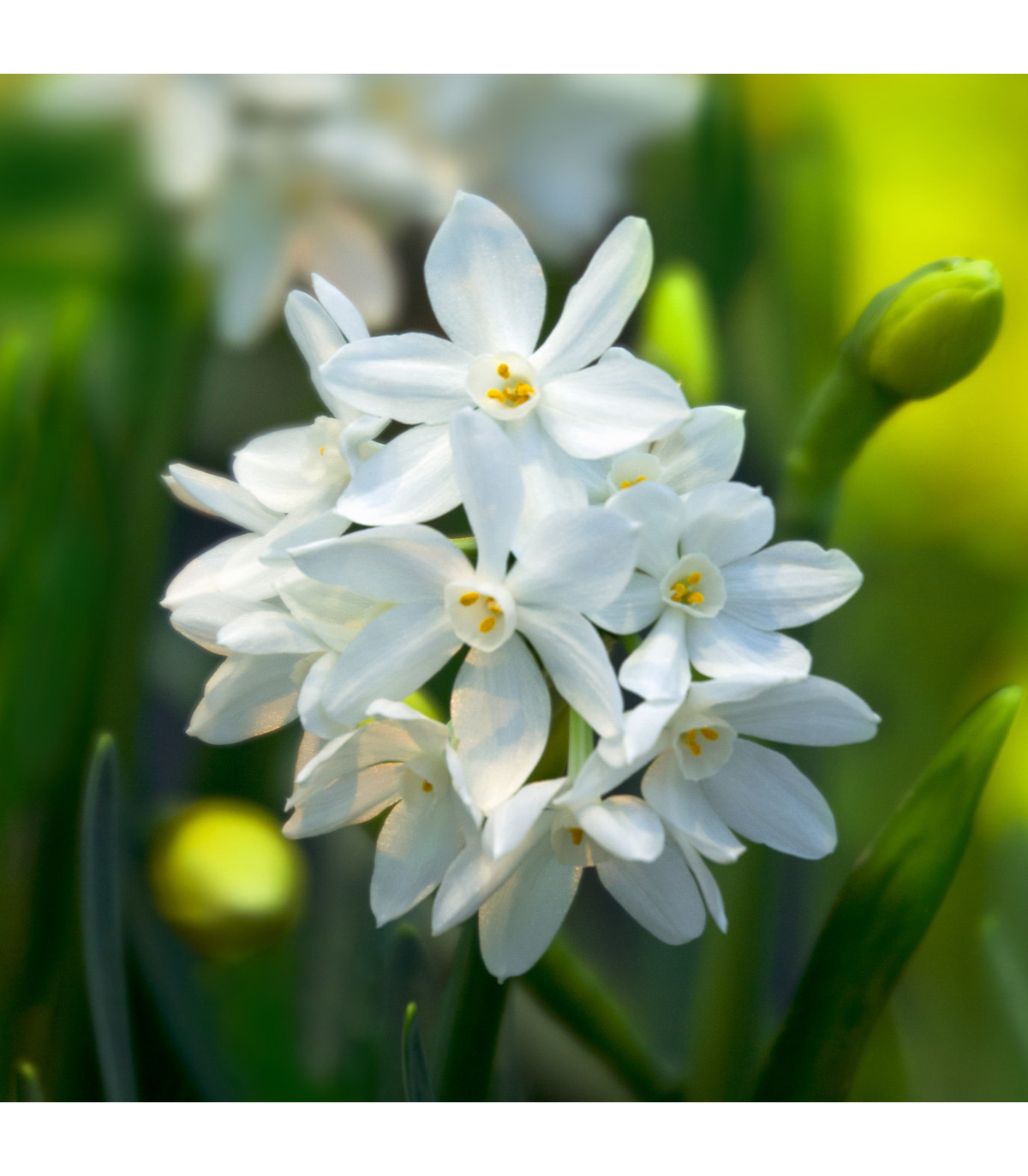 Narcis Paperwhite Ziva - Narcissus - cibule narcisů - 3 ks