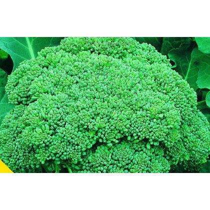 Brokolice Calabrese - Brassica oleracea L. - osivo brokolice - 180 ks
